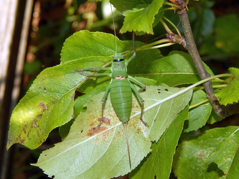 Ephippiger cfr perforatus